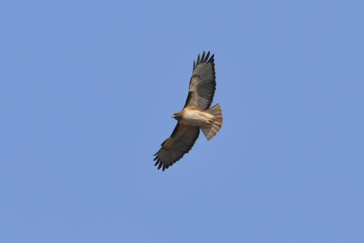 Red-tailed Hawk - ML317857531