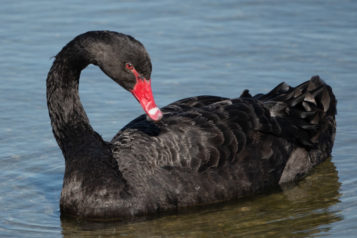 Black Swan - Cynthia  Case