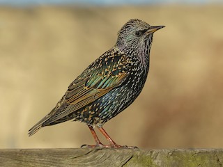  - European Starling