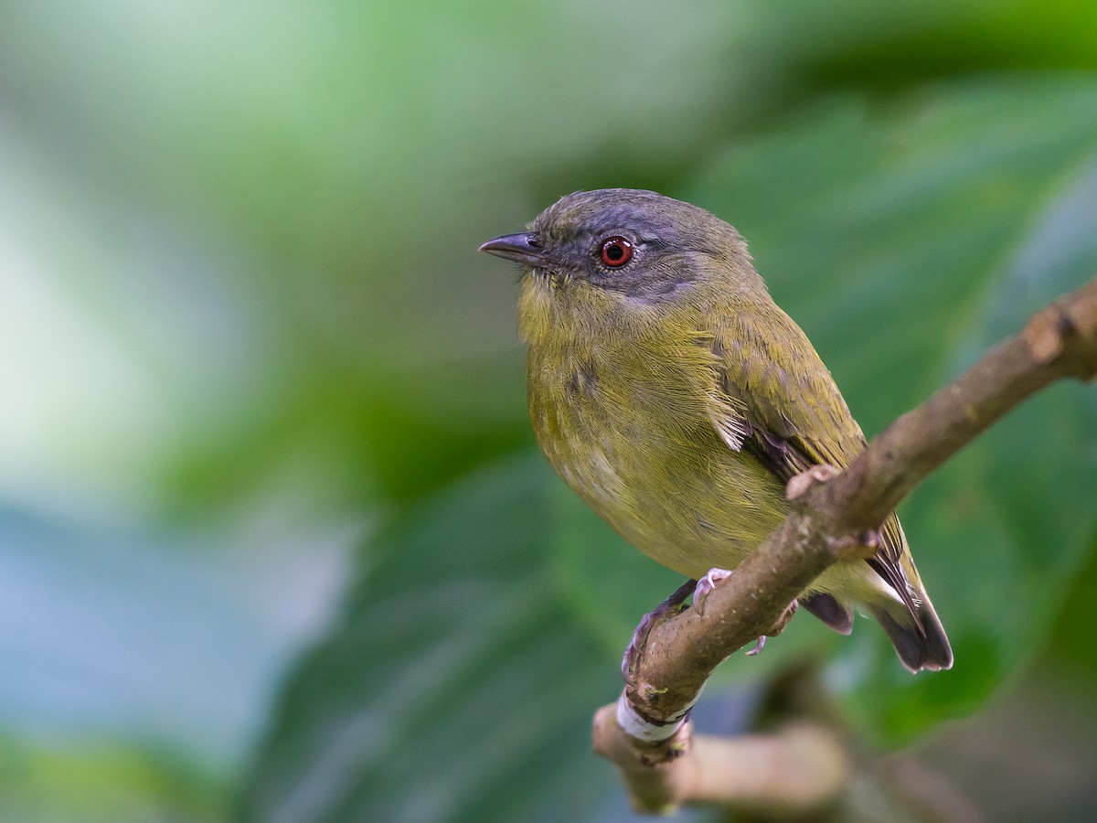 White-crowned Manakin - Pseudopipra pipra - Birds of the World