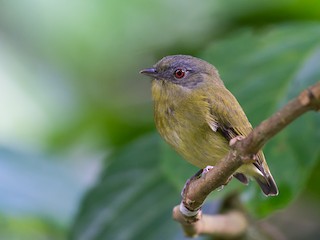  - White-crowned Manakin