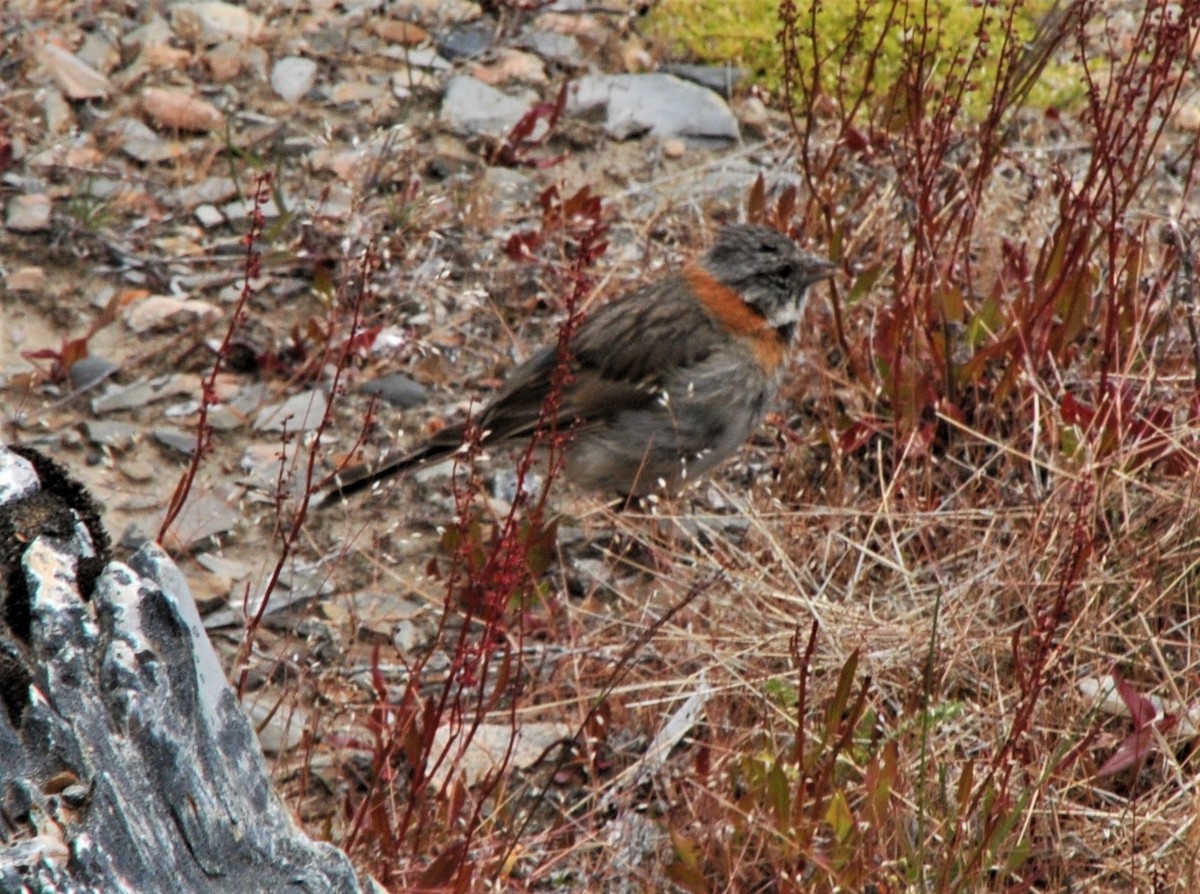Rufous-collared Sparrow - Rich Wilkens