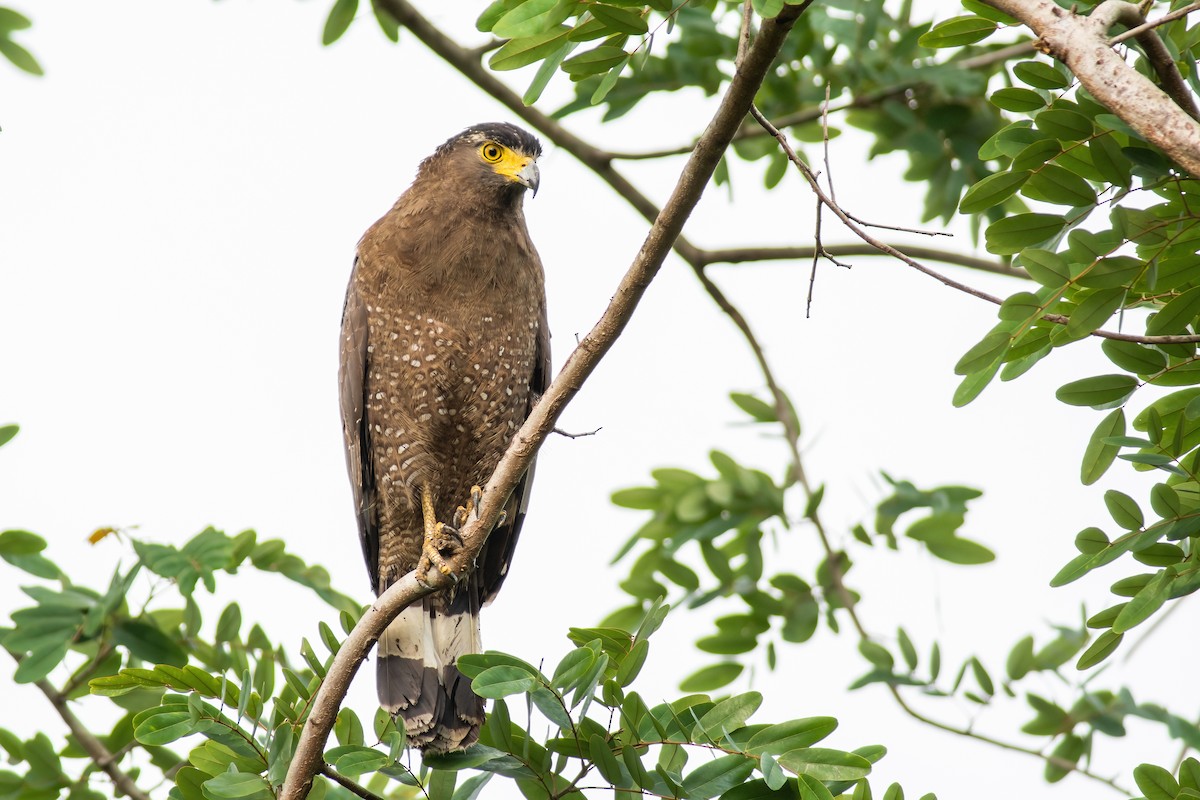 Crested Serpent-Eagle - ML317869621