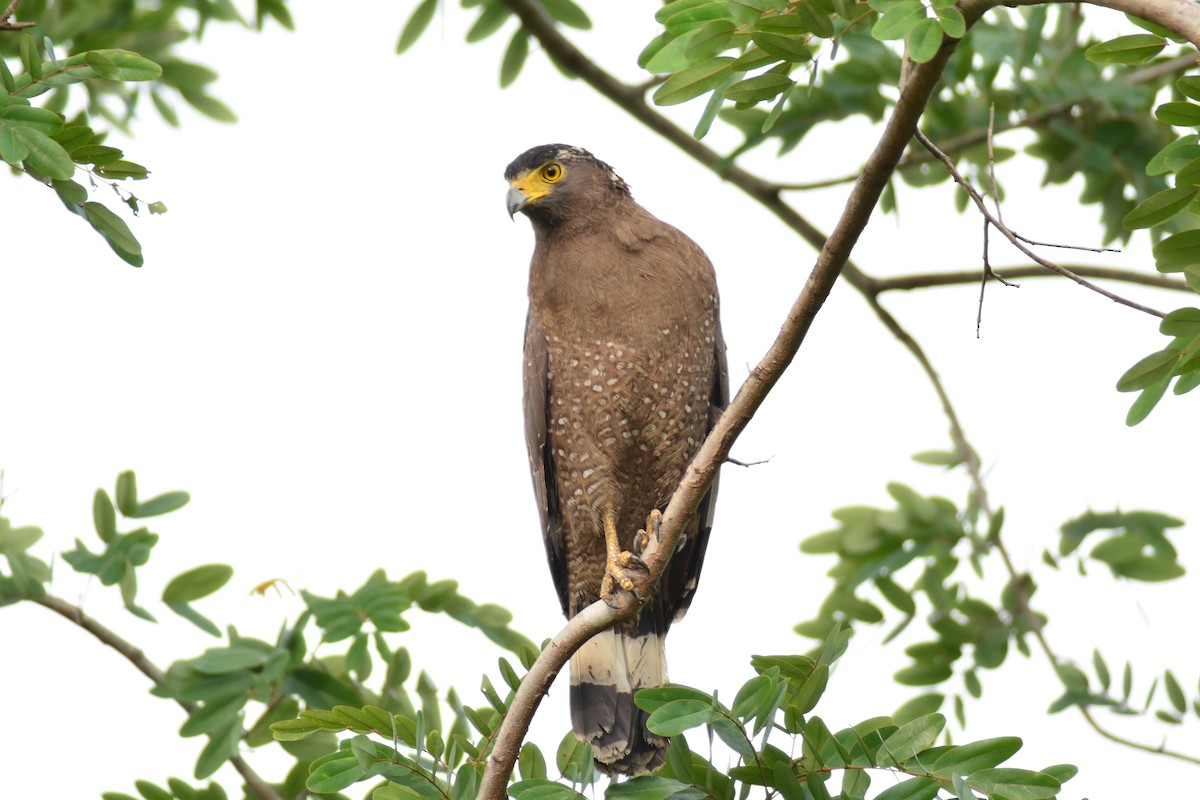 Crested Serpent-Eagle - ML317869631