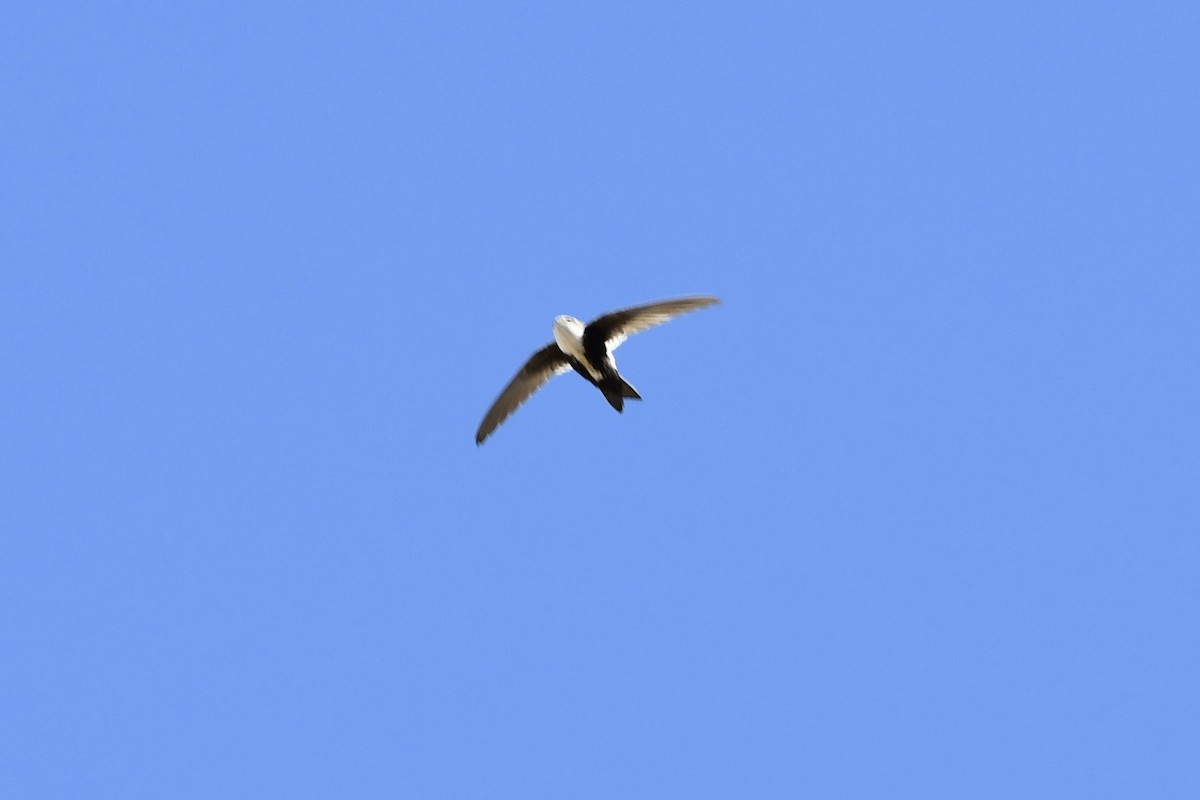 White-throated Swift - ML317872811