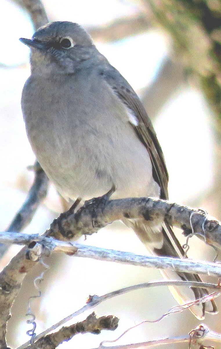 Townsend's Solitaire - ML317885081
