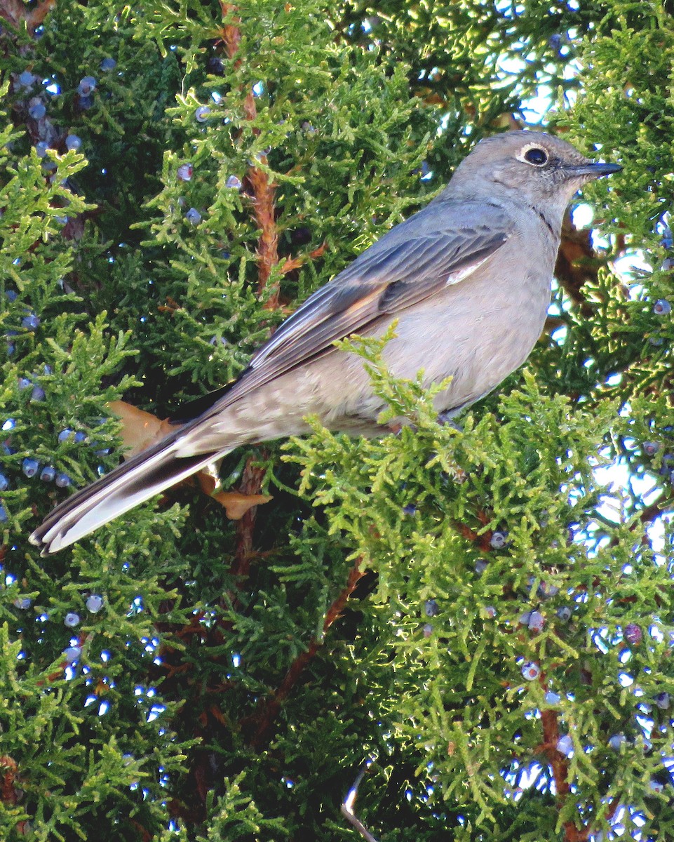 Townsend's Solitaire - ML317885121