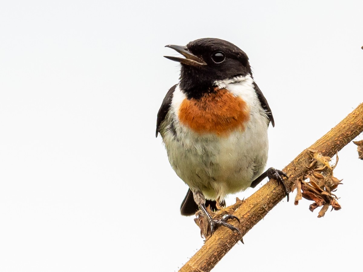 African Stonechat - ML317886771