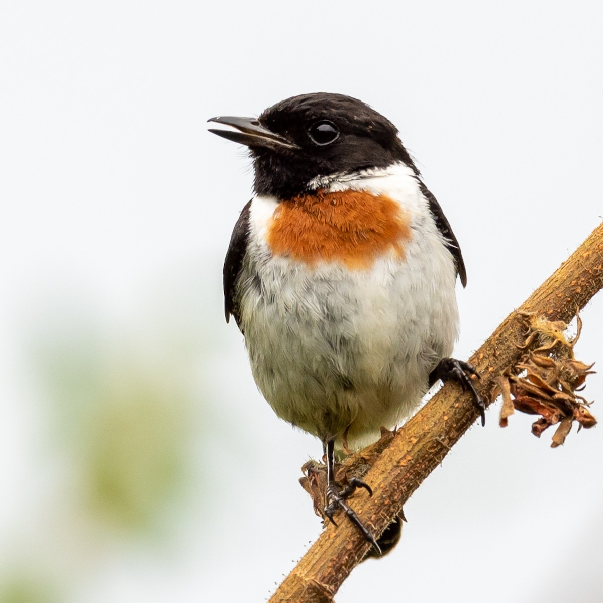 African Stonechat - ML317886781