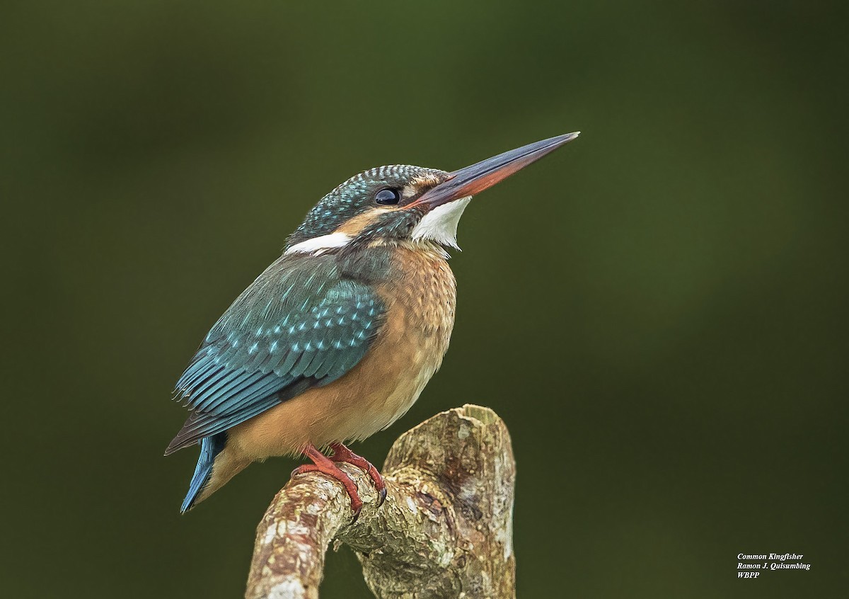 Common Kingfisher - Ramon Quisumbing