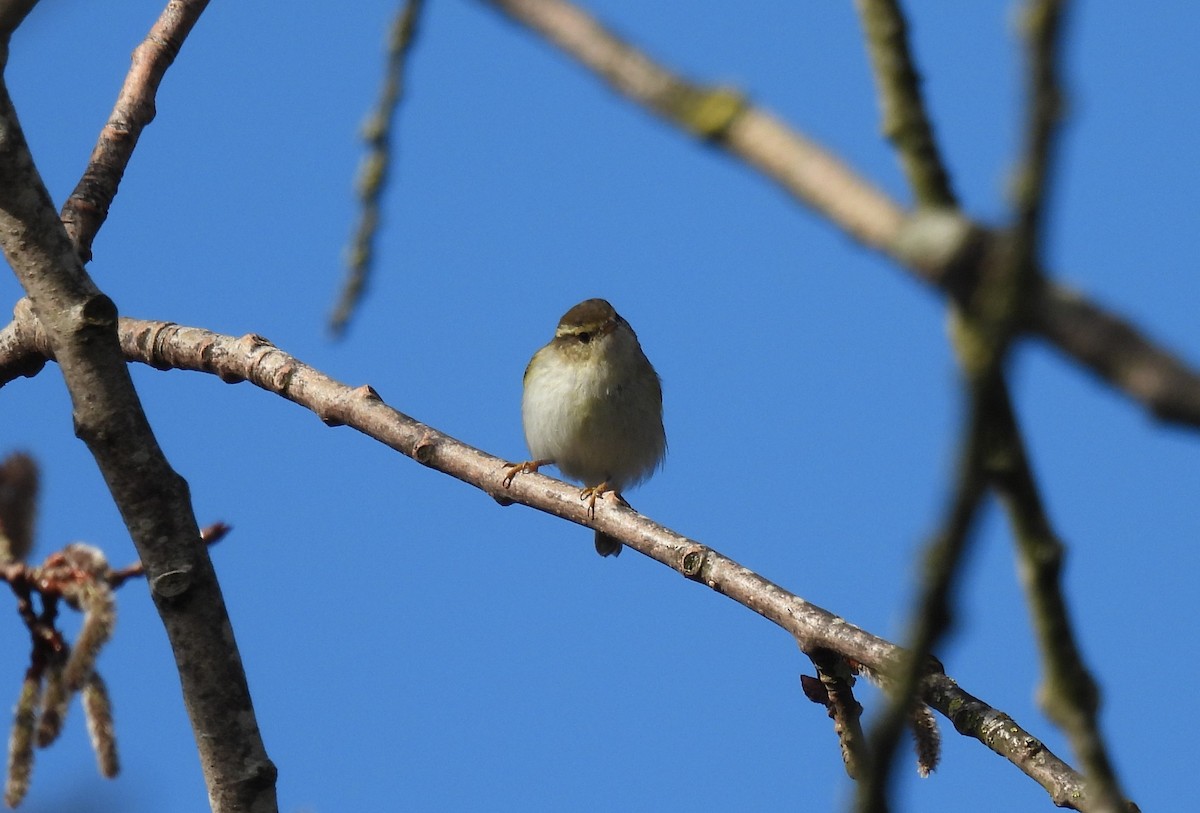 Yellow-browed Warbler - ML317888401
