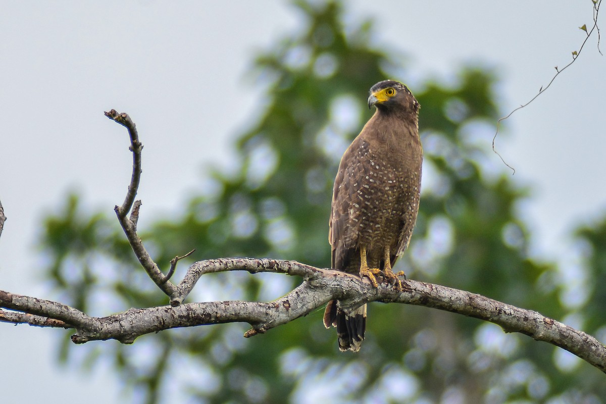 Crested Serpent-Eagle - ML317888541