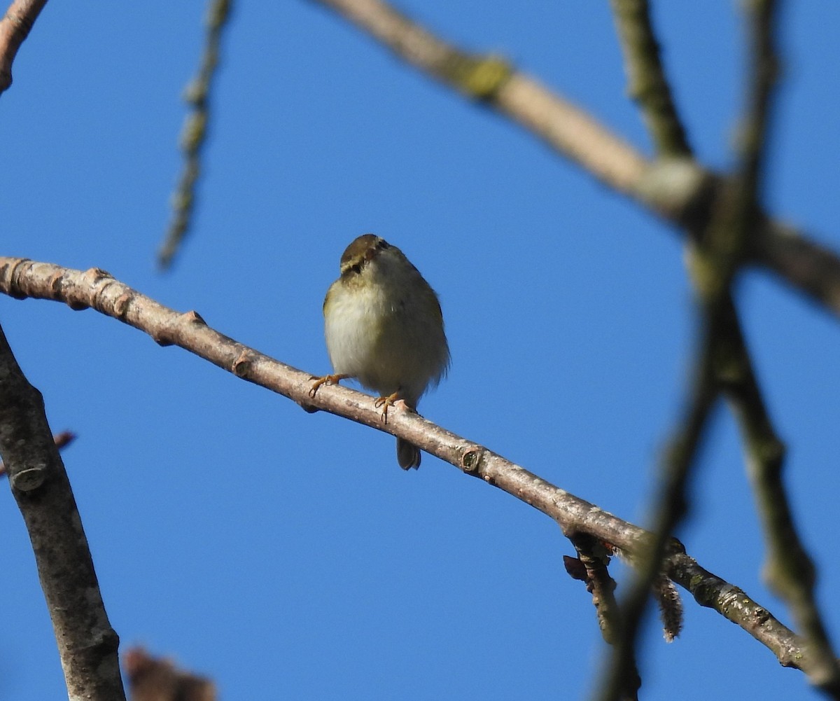 Yellow-browed Warbler - ML317888561
