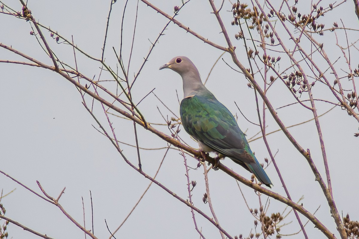 Green Imperial-Pigeon - ML317888951