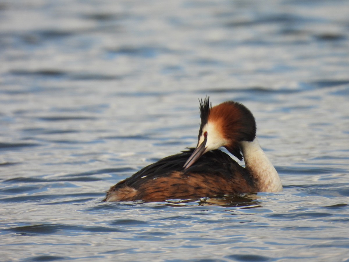 Great Crested Grebe - ML317889041