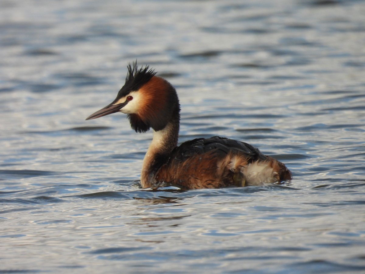 Great Crested Grebe - ML317889051