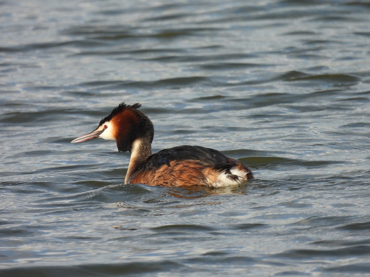 Great Crested Grebe - ML317889061