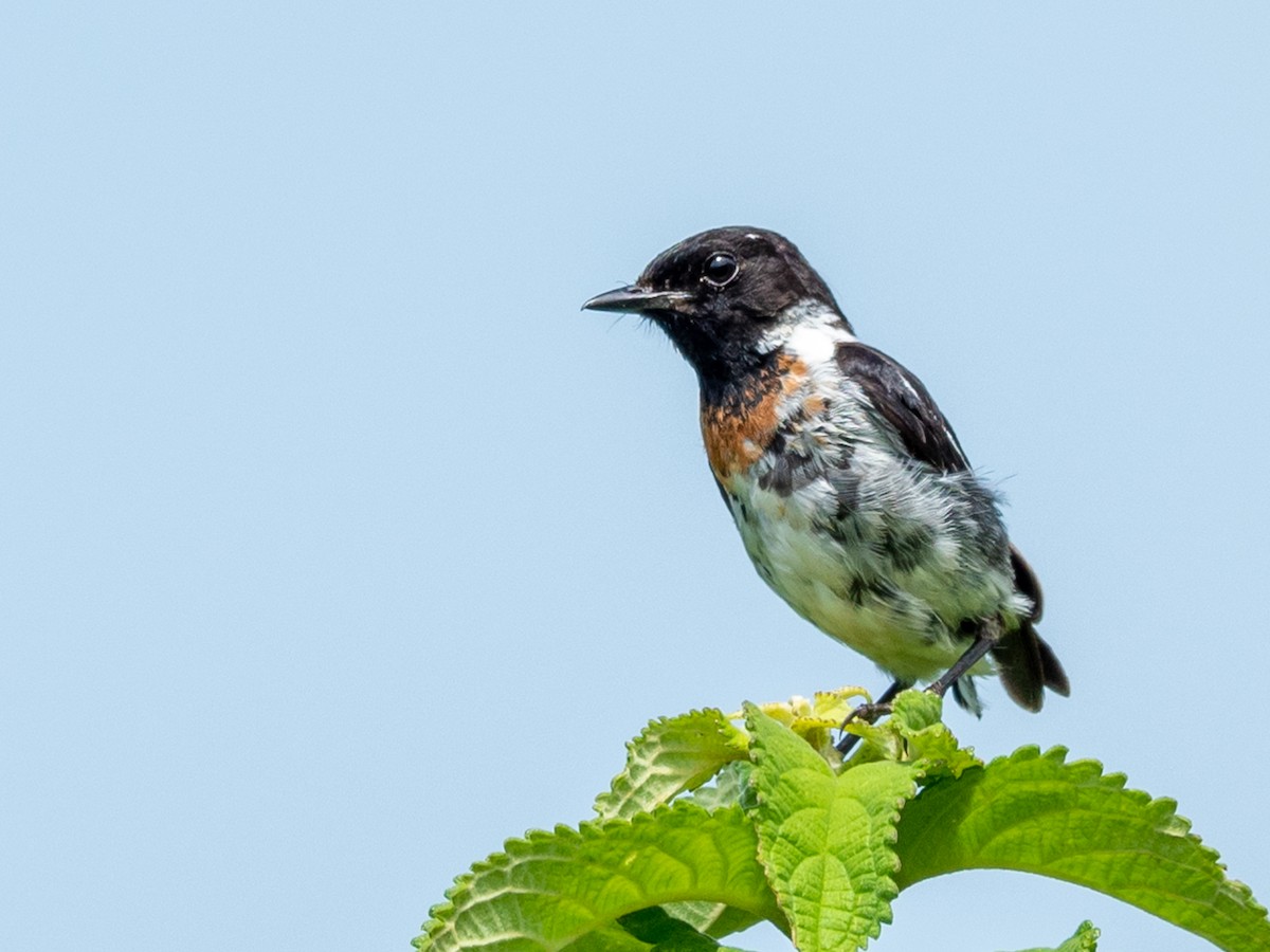 African Stonechat - ML317889751