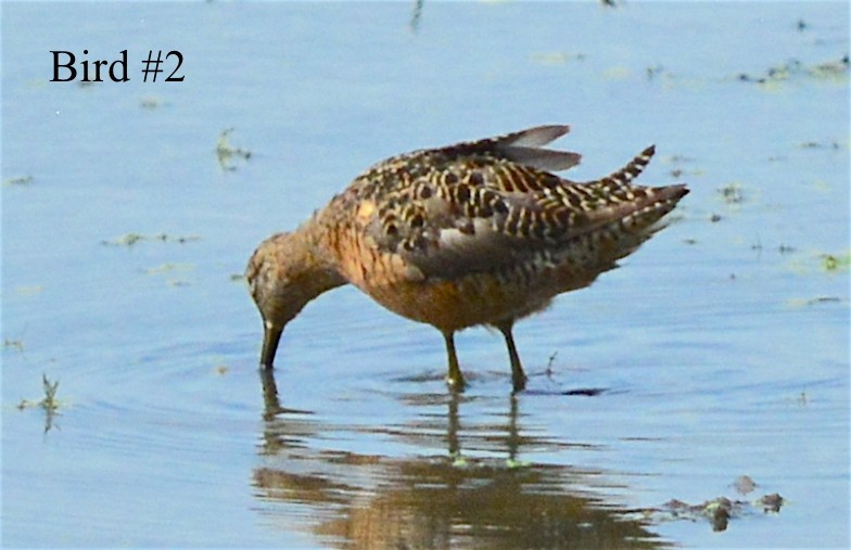 Long-billed Dowitcher - Ryan Treves
