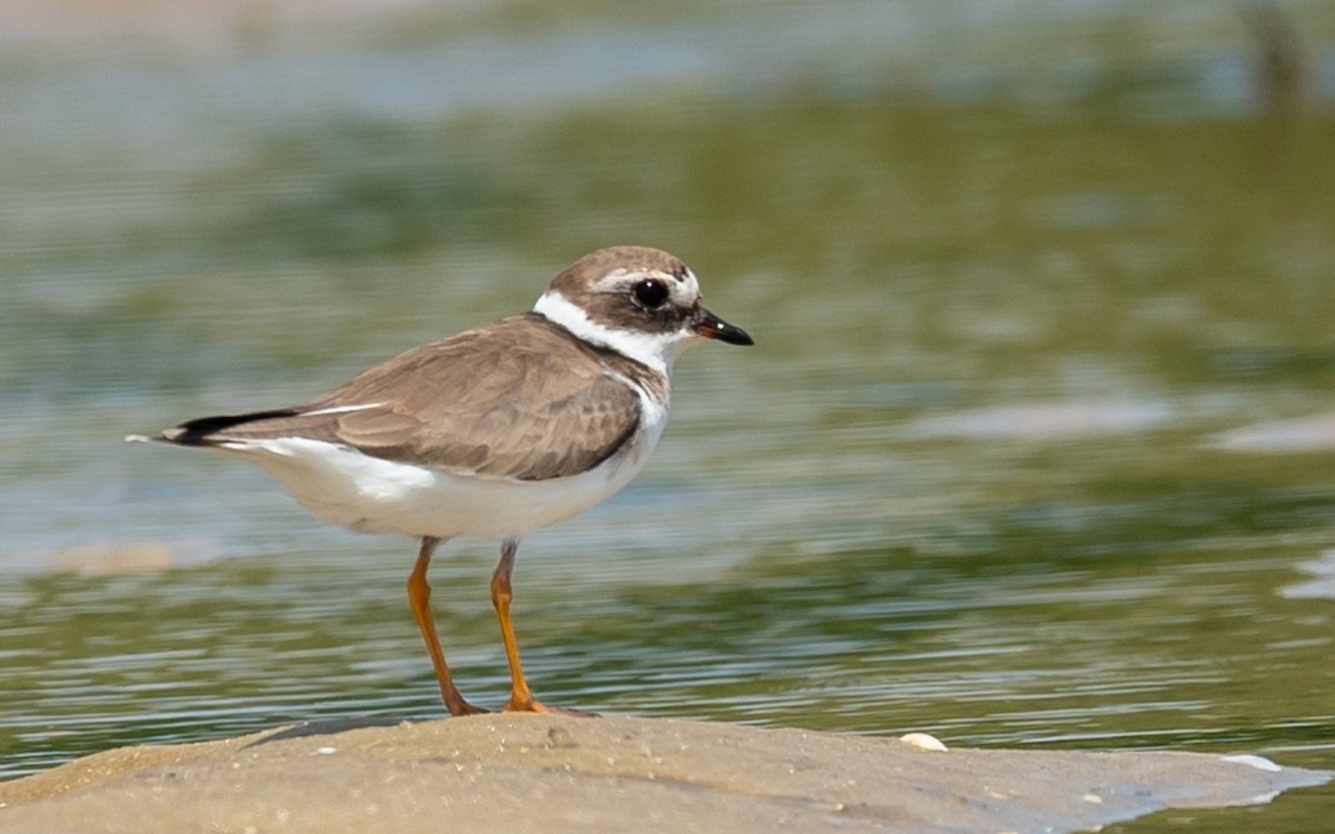 Common Ringed Plover - ML317900771