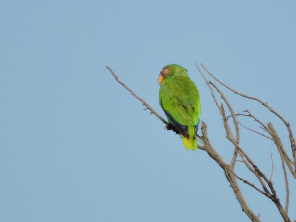 White-fronted Parrot - ML31790411
