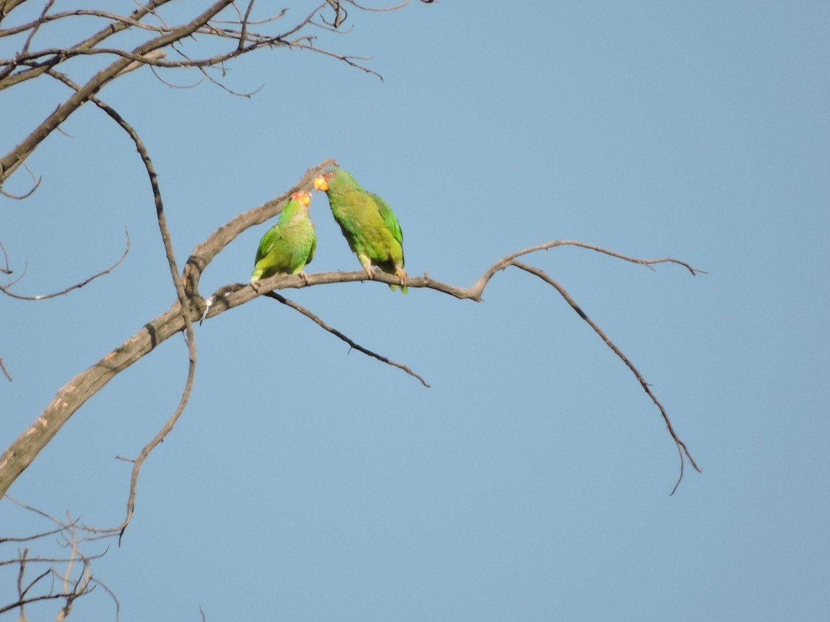 White-fronted Parrot - ML31790441