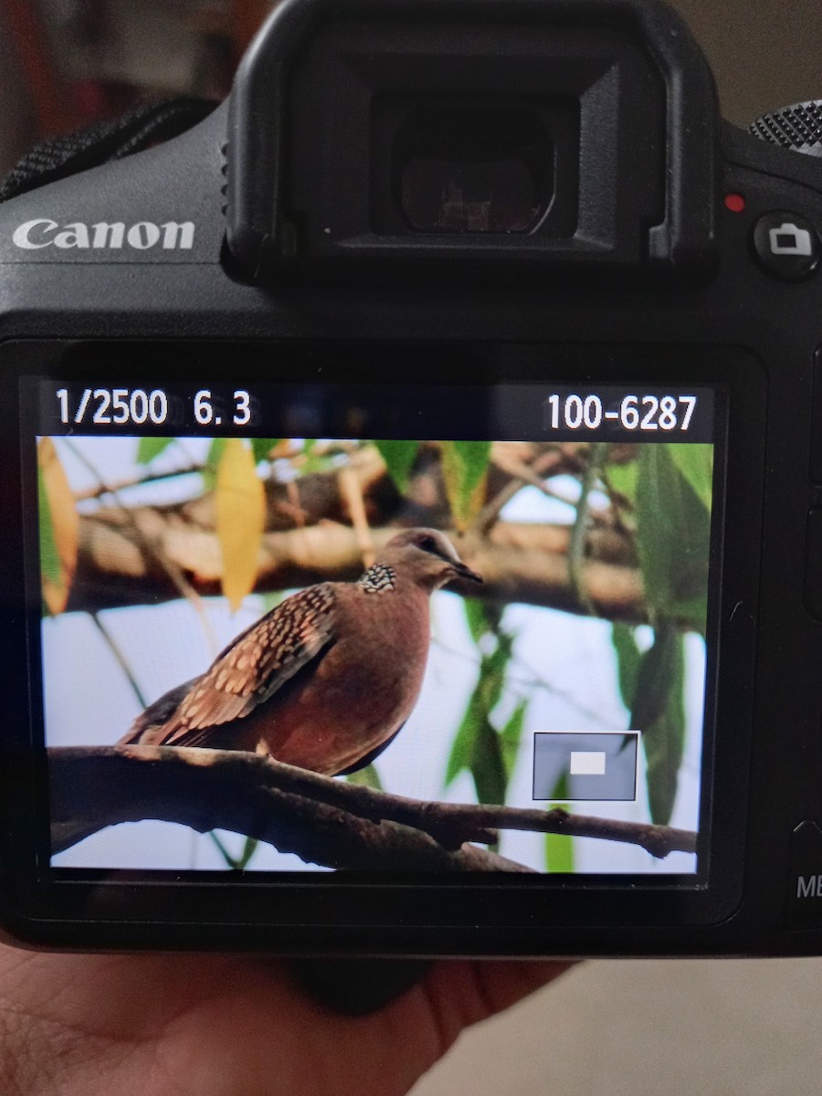 Spotted Dove - ML317906941