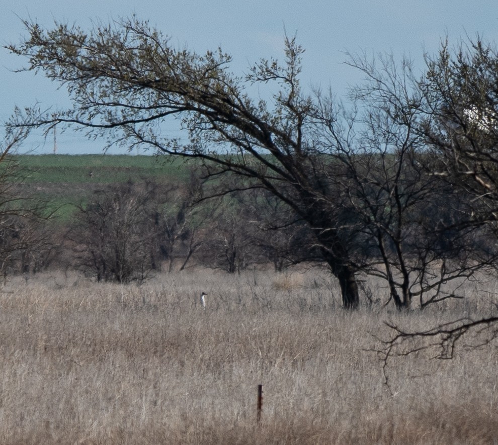 eBird Checklist 18 Mar 2021 Drummond Flats WMA 9 species (+2
