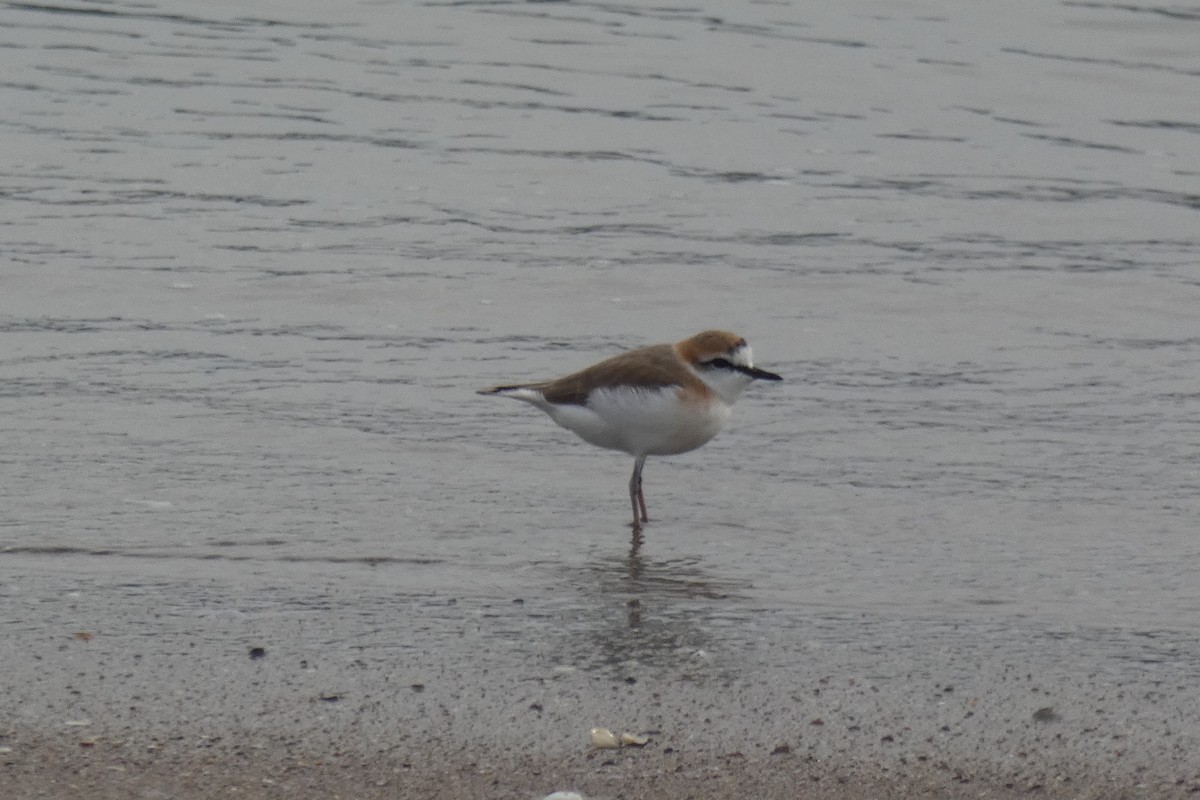 White-fronted Plover - ML317911141