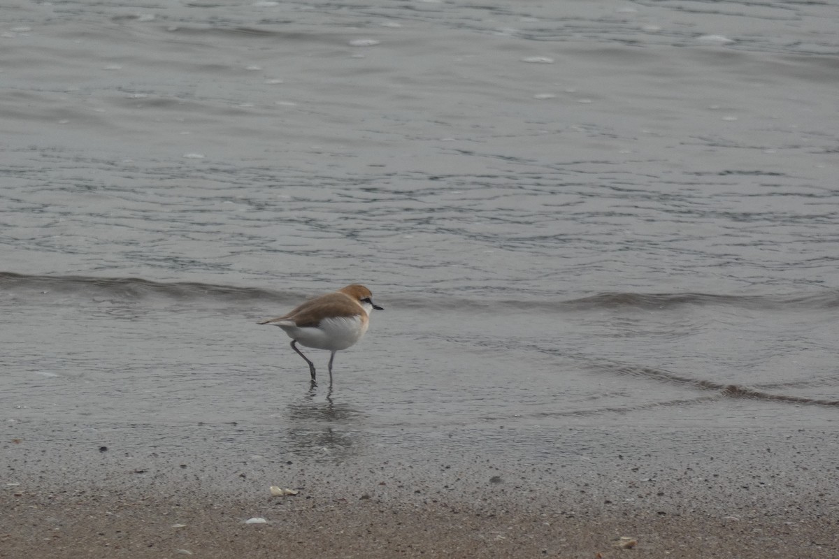 White-fronted Plover - ML317911181