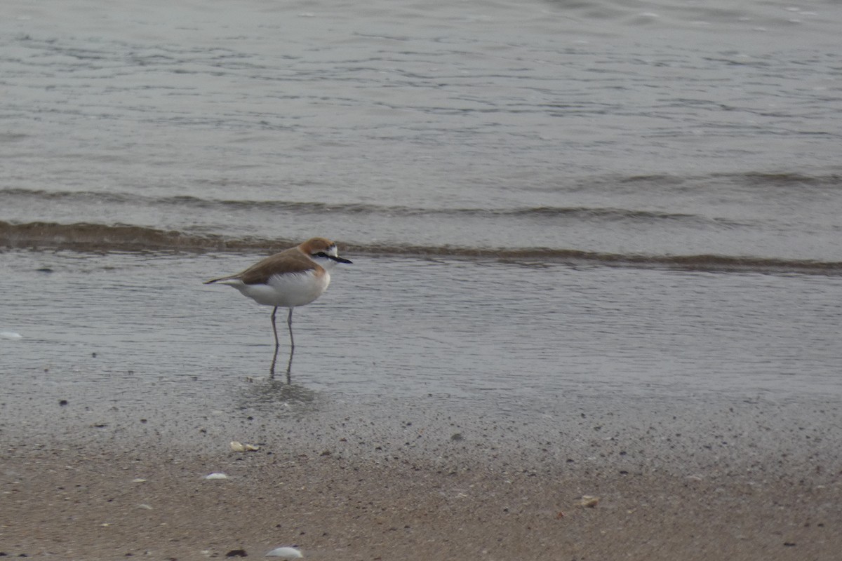 White-fronted Plover - ML317911211