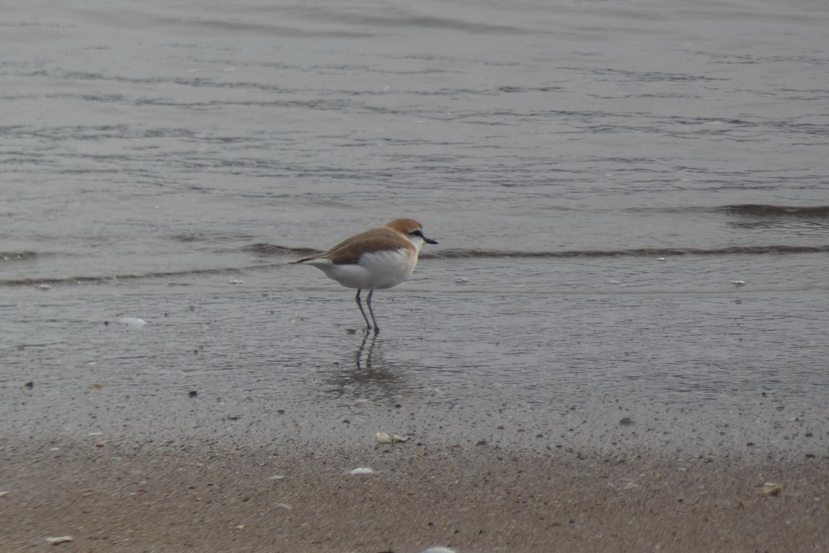 White-fronted Plover - ML317911221