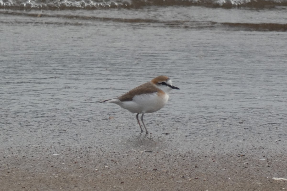 White-fronted Plover - ML317911231