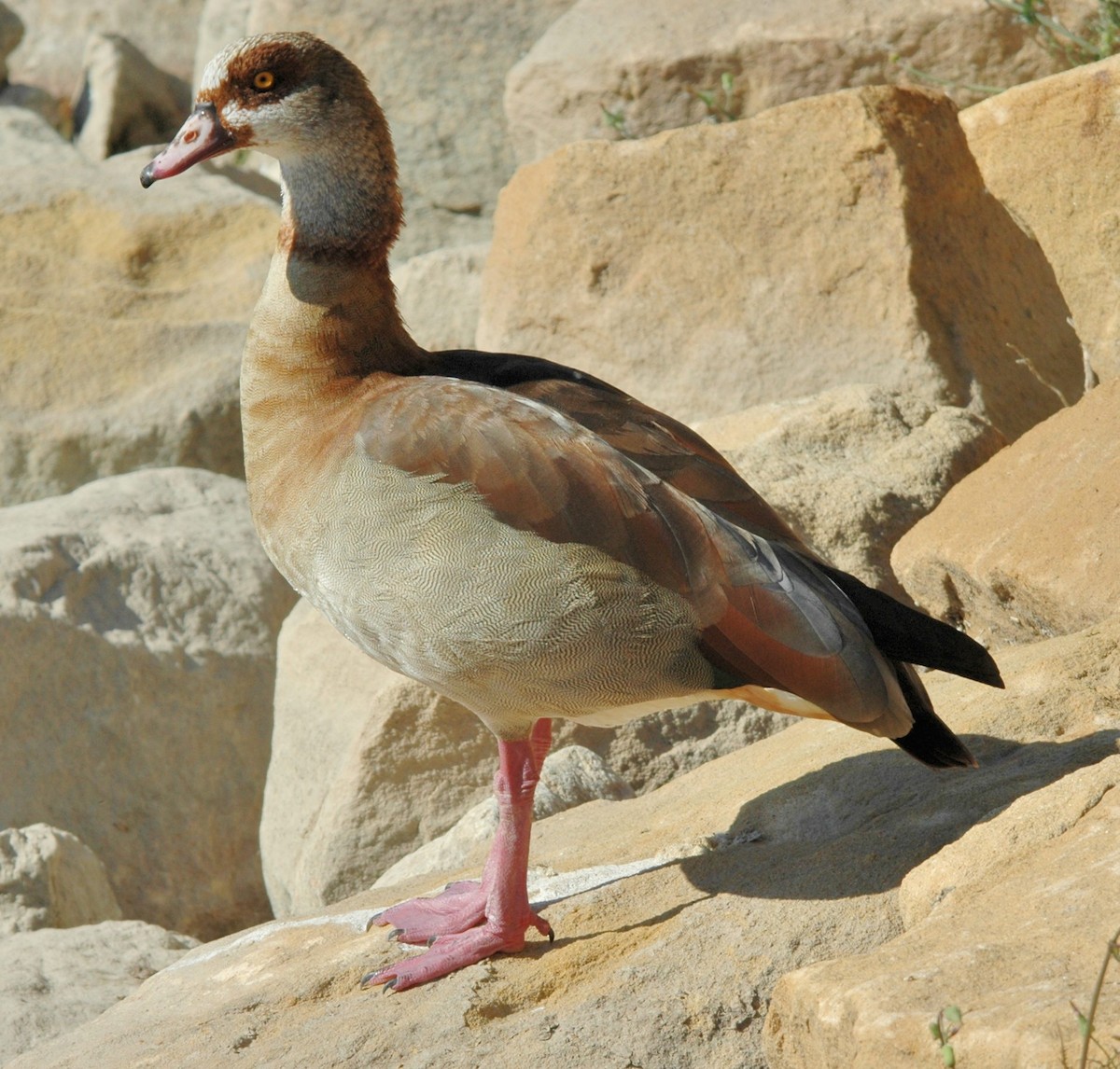 Egyptian Goose - Georges Olioso