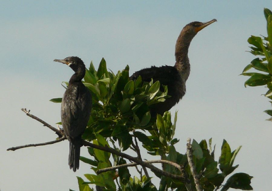 Neotropic Cormorant - Bill Pranty