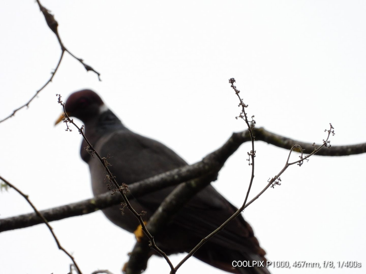 Band-tailed Pigeon - ML317932081