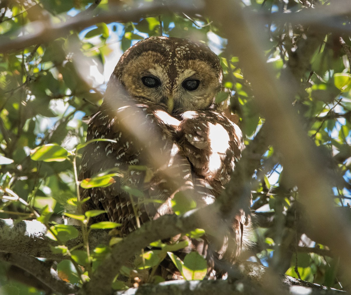 Spotted Owl (California) - ML317937831
