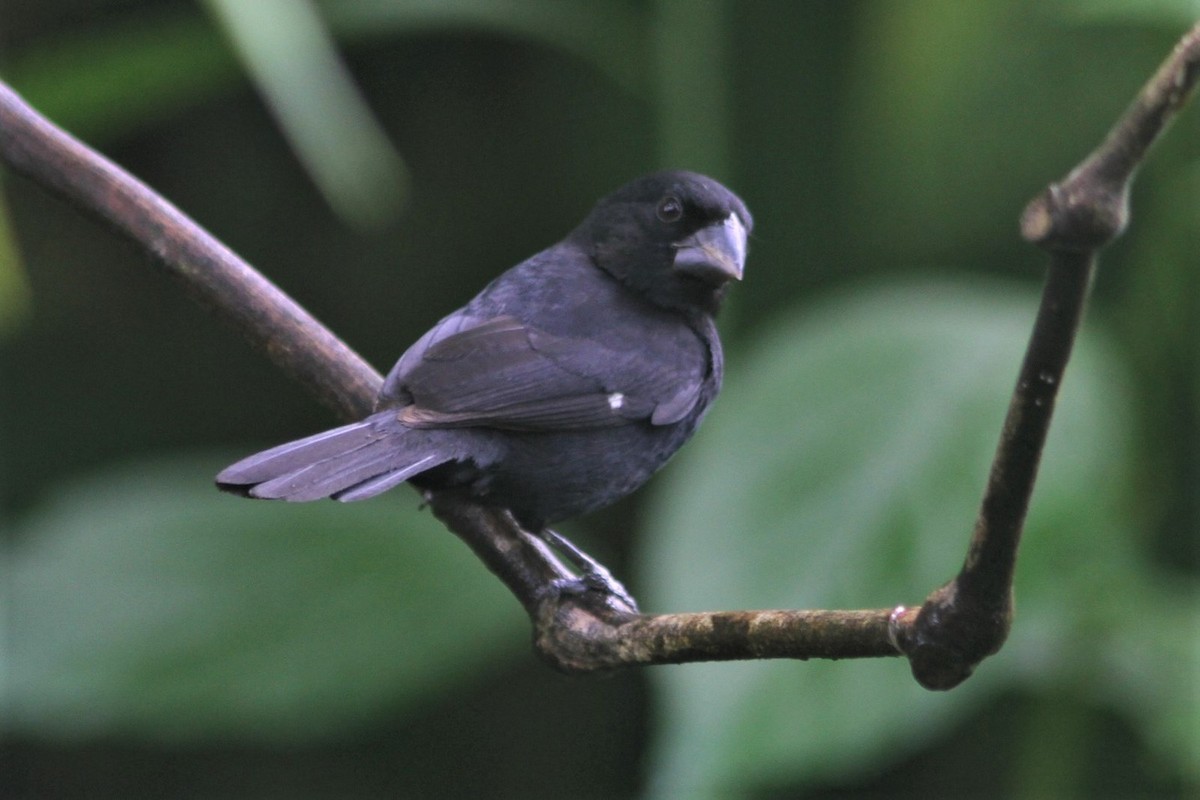 Thick-billed Seed-Finch - ML317938171
