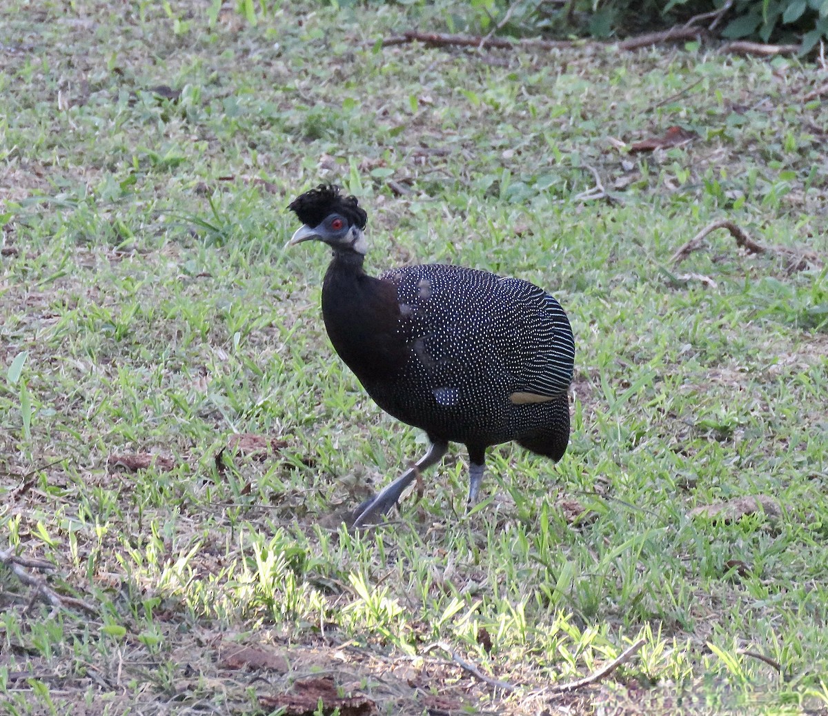 Southern Crested Guineafowl - ML317941521
