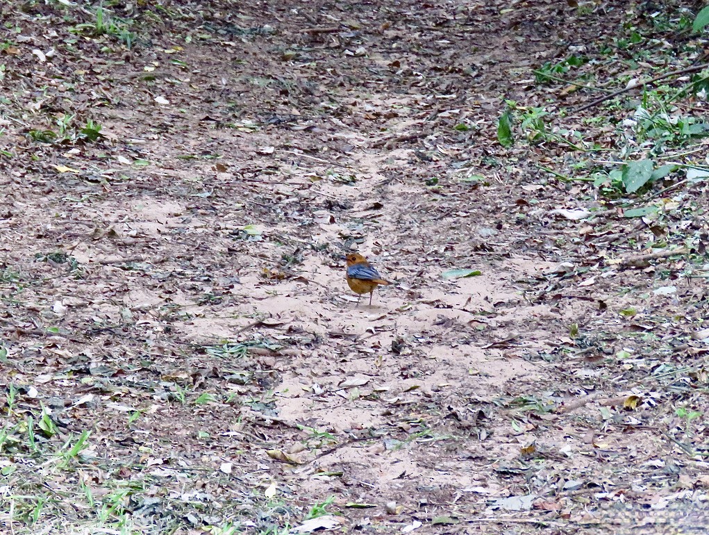 Red-capped Robin-Chat - ML317941631