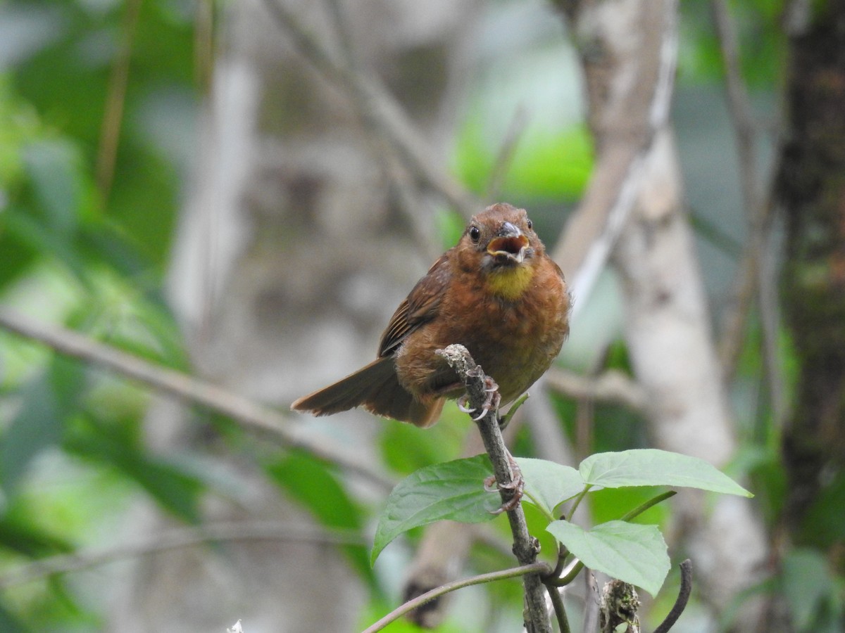 Red-throated Ant-Tanager - Romel Romero