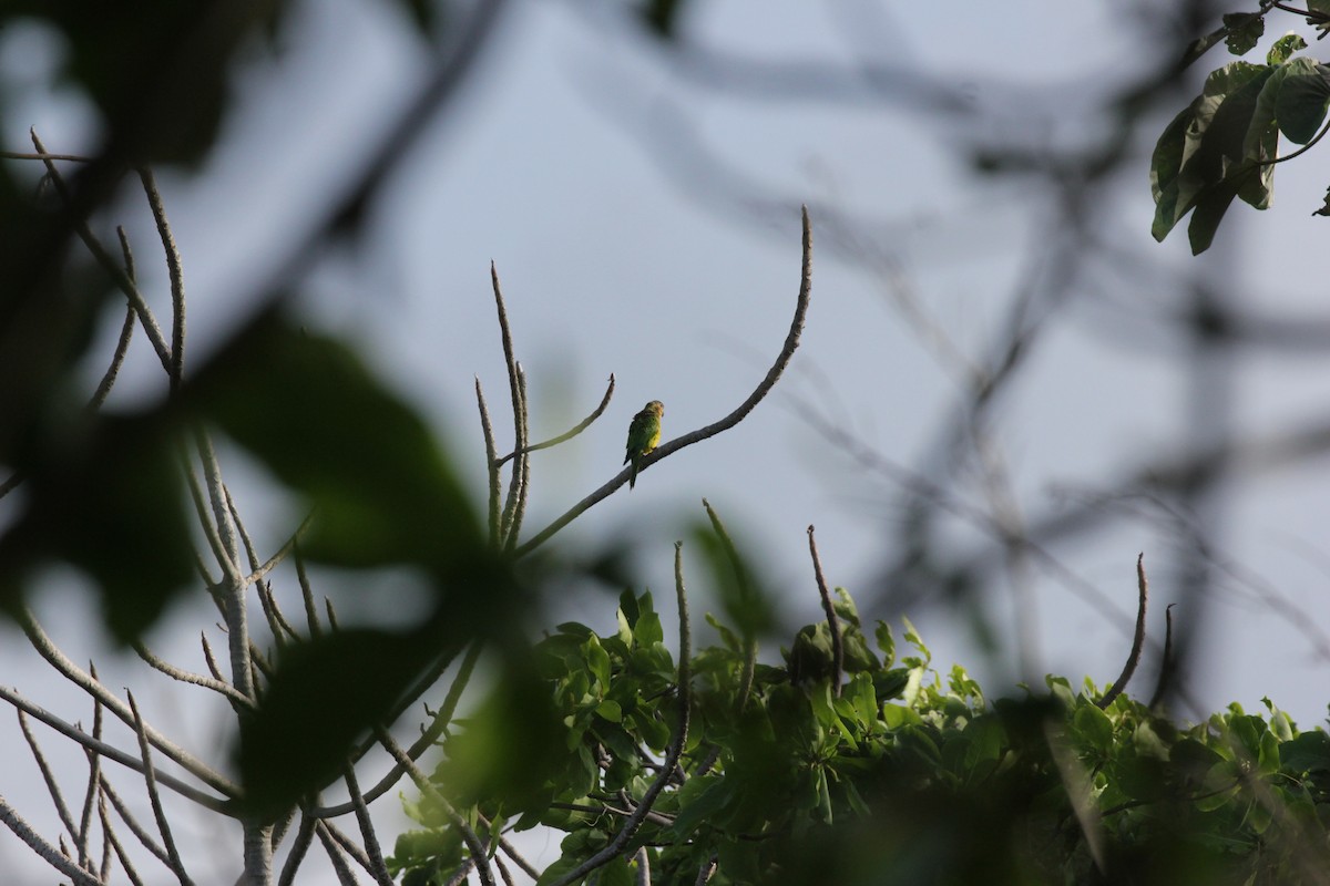 Brown-throated Parakeet - ML31794811
