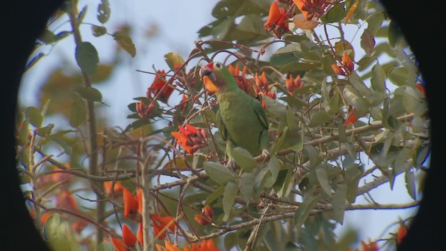 Red-lored Parrot - ML317950721