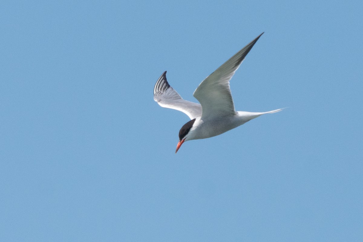 Common Tern - ML317950951