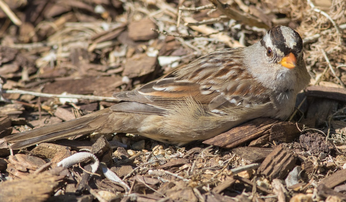 White-crowned Sparrow (Gambel's) - Peter Bedrossian
