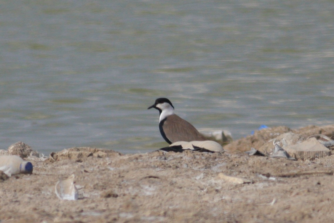 Spur-winged Lapwing - ML317965731