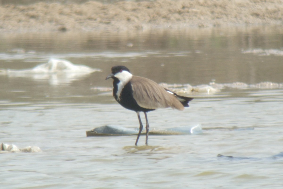 Spur-winged Lapwing - ML317965751
