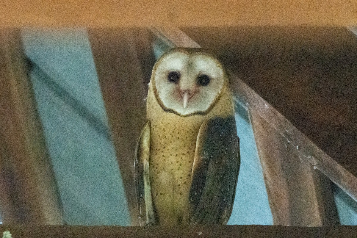 Barn Owl - Austin Jennings