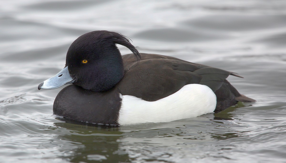 Tufted Duck - ML317970581