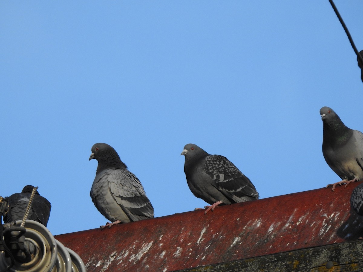Rock Pigeon (Feral Pigeon) - ML317970971